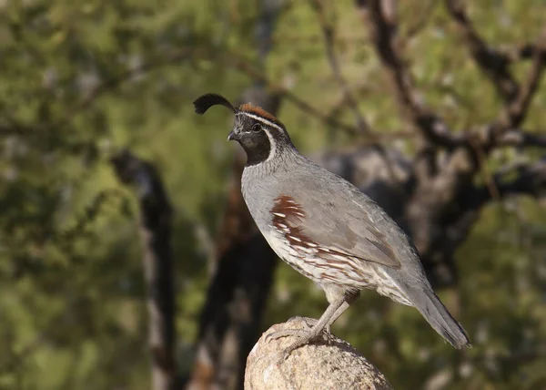 Quaglia Gambel Maschio Callipepla Gambelii Appollaiata Una Grande Roccia — Foto Stock