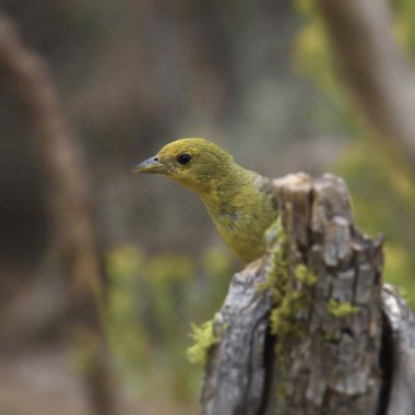 Western Tanager (kadın) (piranga ludoviciana) kırık bir ağaç gövdesinin tepesine tünemiştir