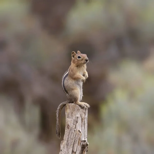 Cascada Ardilla Terrestre Dorada Spermophilus Saturatus Sentada Parte Superior Poste — Foto de Stock