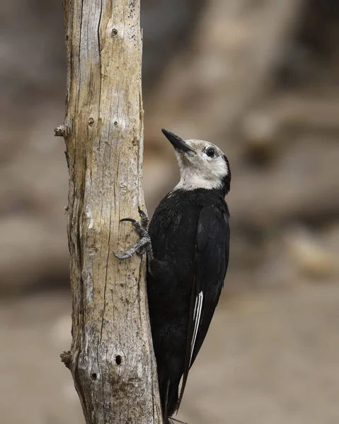 Beyaz Başlı Ağaçkakan Erkek Leuconotopicus Albolarvatus Bir Kütüğün Kenarına Tünemiştir — Stok fotoğraf