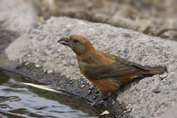 Red Crossbill Inmature Male Loxia Curvirostra Drinking Pool Water — стоковое фото