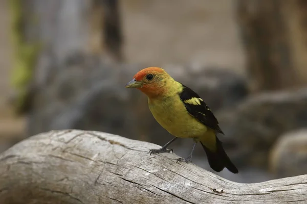 Tanager Occidental Macho Piranga Ludoviciana Encaramado Tronco Grande — Foto de Stock