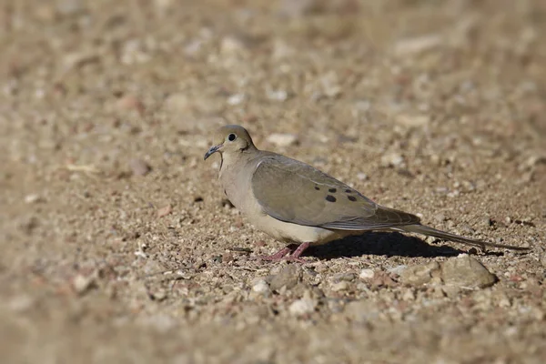 Mourning Dove Zenaida Macroura — Stock Photo, Image