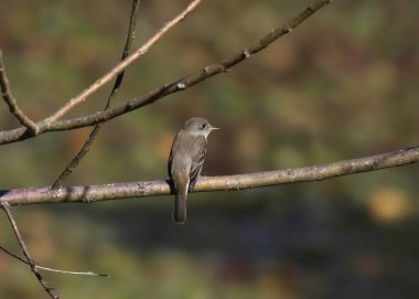 Willow Flycatcher (empidonax trailii) bir dalın üzerindeki tüneğinden geriye bakıyor