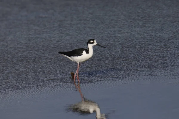 Svartnackad Lutning Himantopus Mexicanus Stående Grunt Vatten — Stockfoto