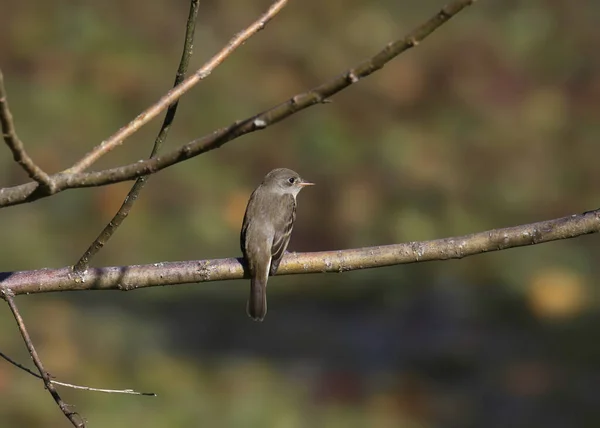 Willow Flycatcher Empidonax Trailii Озираючись Назад Від Нього Сідає Гілку — стокове фото