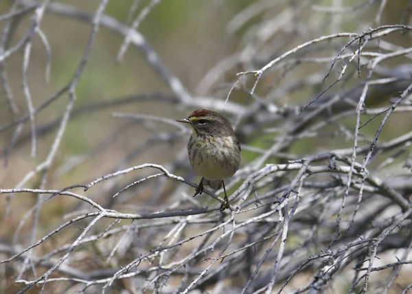 Palmrohrsänger Setophaga Palmarum Thront Einem Gewirr Kahler Zweige — Stockfoto