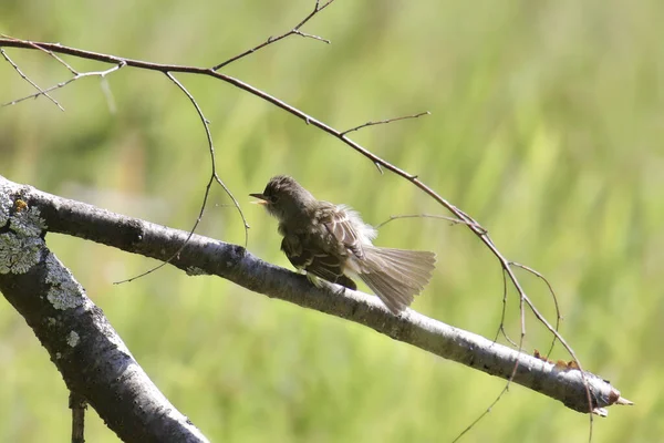 Willow Flycatcher Empidonax Trailii Széttárt Farokkal Nyitott Csőrrel — Stock Fotó