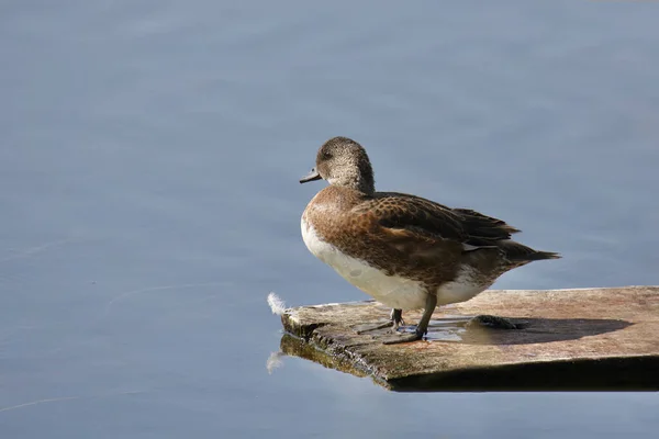 American Wigeon Fêmea Mareca Americana Empoleirado Extremidade Uma Placa Semi — Fotografia de Stock