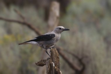 Clark 'ın Fındıkkıranı (nucifraga columbiana) bir dala tünedi