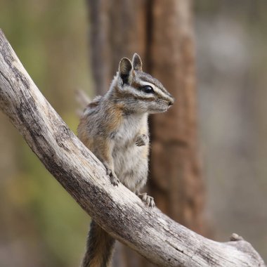 En az sincap (tamias minimus) çıplak bir dala kondu