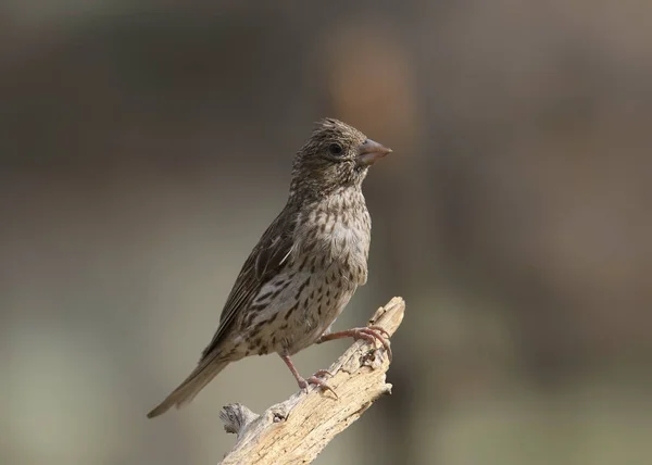 Cassin Finch Hembra Encaramado Extremo Una Rama Rota — Foto de Stock