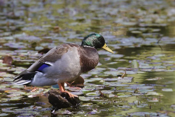 Mallard Duck Male Nonbreeding Anas Platyrhynchos Process Losing Iridescent Green — Stock Photo, Image