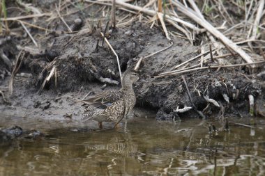 Mavi kanatlı Teal (dişi) çamurlu bir gölette duruyor