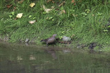 Paslı Karatavuk (dişi) (euphagus carolinus) çimenli bir göletin kenarında yem arıyor