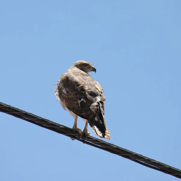 Red-tailed Hawk (buteo jamaicensis) looking back from it\'s perch on a power line