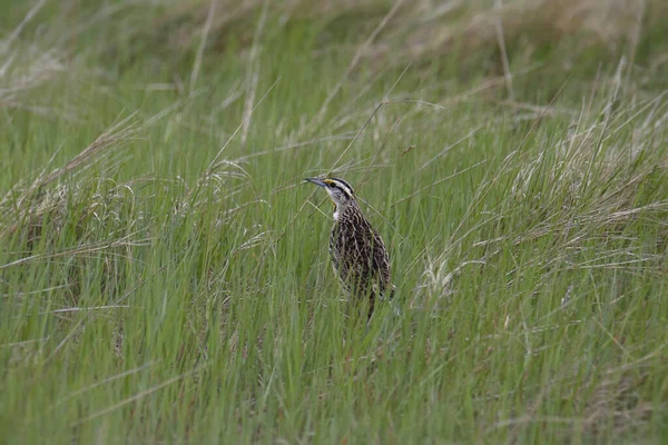 Meadowlark Orientale Sturnella Magna Arroccato Nell Erba Alta — Foto Stock