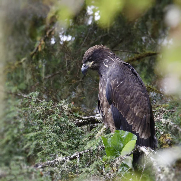 Orzeł Łysy Niedojrzały Haliaetus Leucocephalus Siedzący Wiecznie Zielonym Drzewie — Zdjęcie stockowe