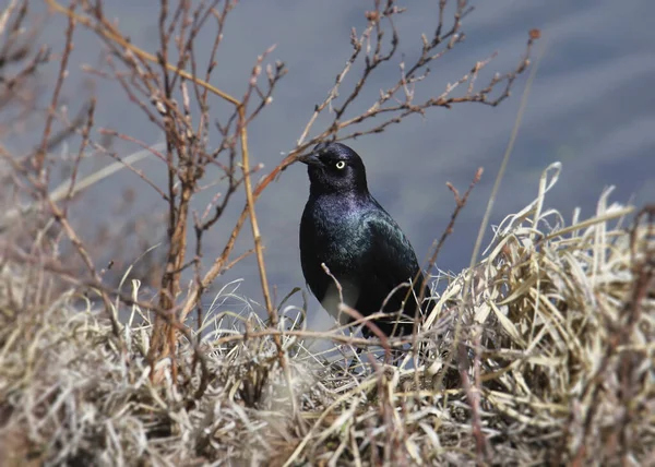 Common Grackle Male Quiscalus Quiscula Looking Some Dry Grass — Stock Photo, Image