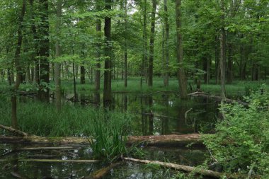 Çok yeşil, karanlık, Maumee Körfezi Eyalet Parkı, Ohio 'da bataklık.