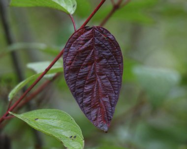 Pasifik Dogwood 'un tek kırmızı yaprağı