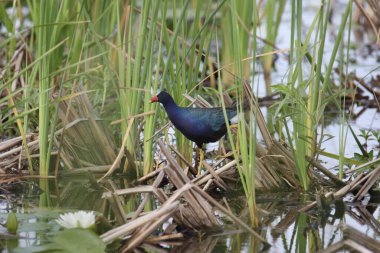 Mor Gallinule (porphrio martinicus) uzun bataklık otlarında yiyecek arıyor.