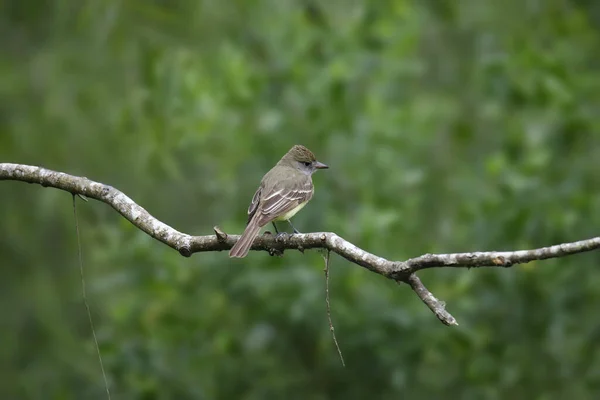 Flycatcher Crested Grande Myiarchus Crinitus Empoleirado Ramo Desencapado — Fotografia de Stock