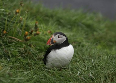 Atlantic Puffin (fratercula arctica) perched in some dandelions