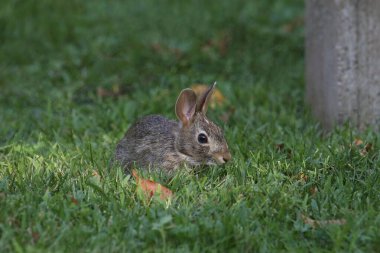 Doğu Pamuk Kuyruk (silvilagus floridanus) sık otların arasında yiyecek arıyor