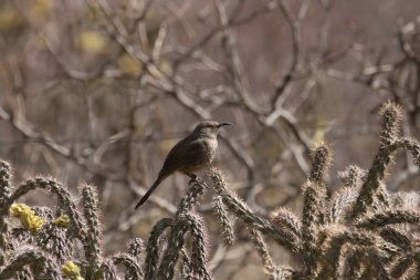 Bir kaktüsün içine tünemiş kavisli gagalı Thrasher (toksozom curviroste)