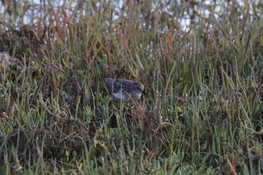 En az Sandpiper (üremeyen) (calidris minutilla) bazı su bitkilerinde yiyecek arar