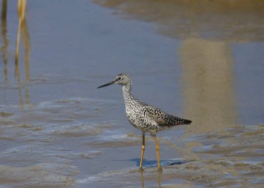 Daha Büyük Sarıbacak (tringa melanoleuca) sulak bir arazide yiyecek arıyor