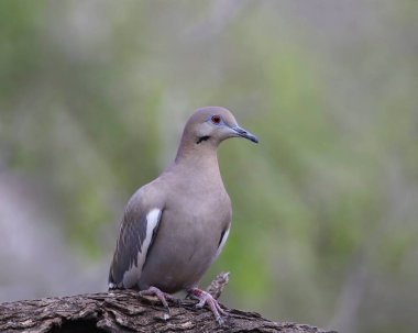 Beyaz kanatlı güvercin (zenaida asiatica) büyük bir ağaç dalına tünemiştir.