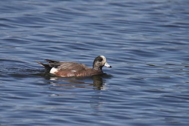 Amerikan Wigeon (erkek) (mareca americana) bir gölde yüzüyor