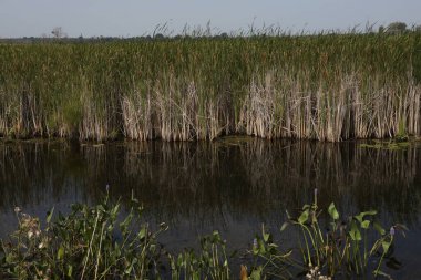 Nayanquing Point Eyalet Vahşi Yaşam Alanı, Michigan