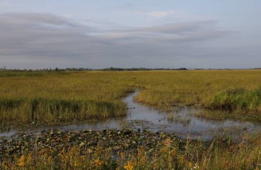 Crex Meadows Eyalet Vahşi Yaşam Alanı, Wisconsin 'de sulak arazi