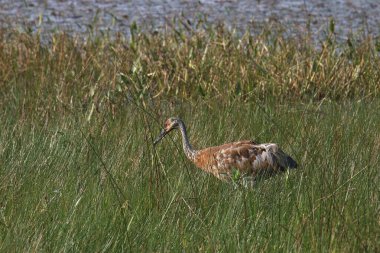 Kum Tepesi Turnası (antigone canadensis) uzun otların arasında yiyecek arıyor