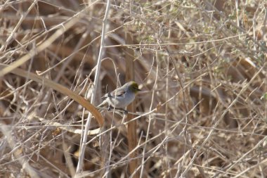 Verdin (auriparus flaviceps) kuru dalların arasına tünemiştir.