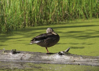 Mallard Ördeği (dişi) (Ananas platyrhynchos) Yapışkan bir göldeki kütüğün üzerinde duruyor