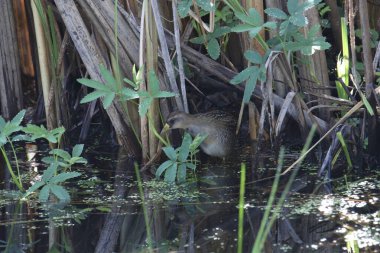 Sora (Porzana carolina) kalın bir saz standından süzülüyor