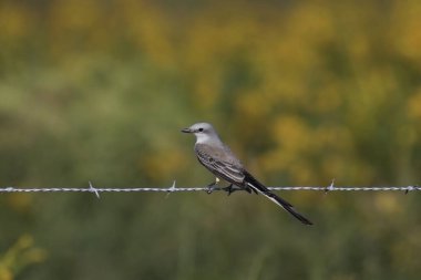 Dikenli tel üzerinde tünemiş makas kuyruklu sinek yakalayıcı (tyrannus forficatus)