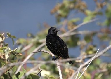Avrupa Sığırcığı (sturnus vulgaris) bir ağaca tünemiştir.