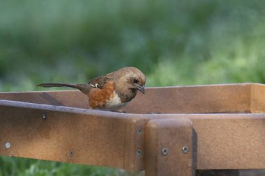 Doğu Towhee (dişi) (pipilo erythrophthalmus) bir platform kuş yemliğinden yemek