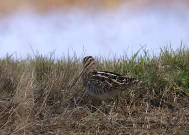 Wilson 's Snipe (gallinago delicata) bir göletin yanındaki çimlerde yiyecek arıyor.