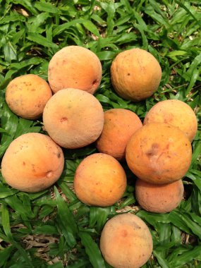 Çimenlerin üzerinde taze longkong