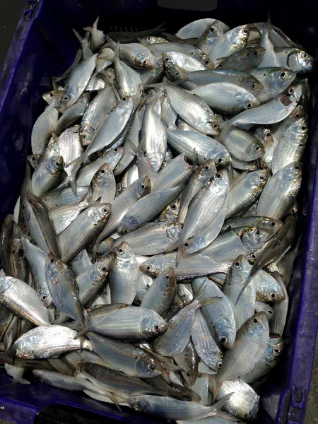 sepet içinde taze balık