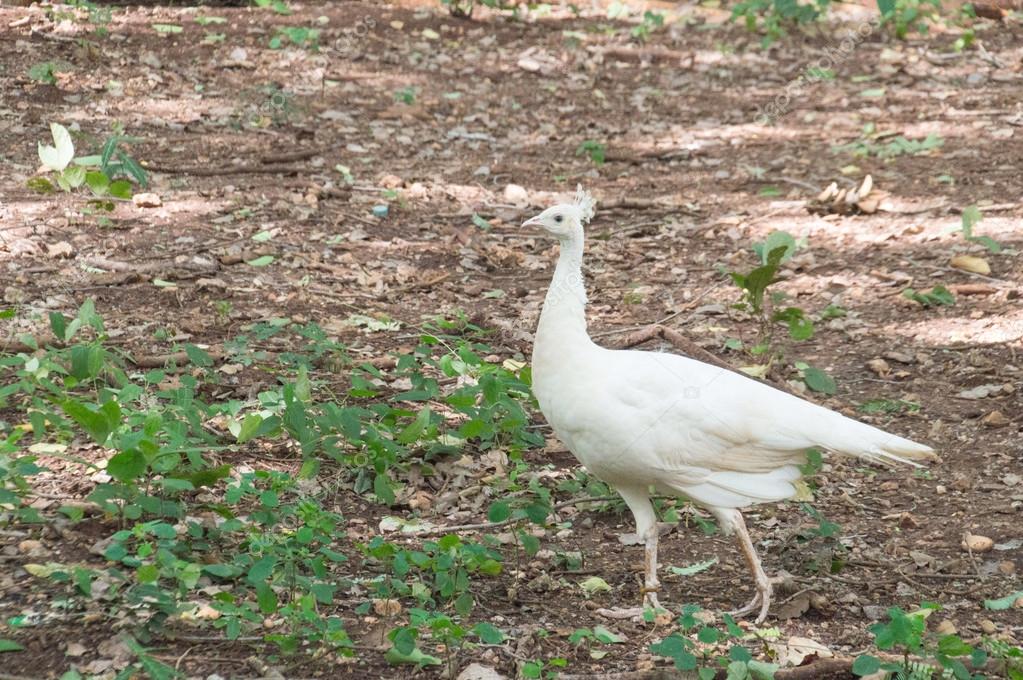 Female Peacock White The Female White Peacock Stock Photo C Nu19 Female Peacock White The Female White Peacock Stock Photo C Nu19