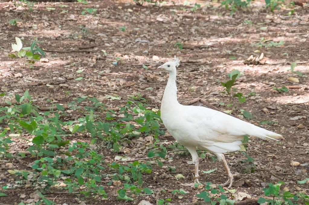 Female Peacock White The Female White Peacock Stock Photo C Nu19