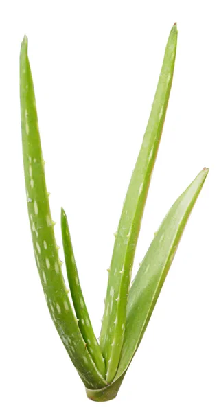 Aloe vera växt — Stockfoto