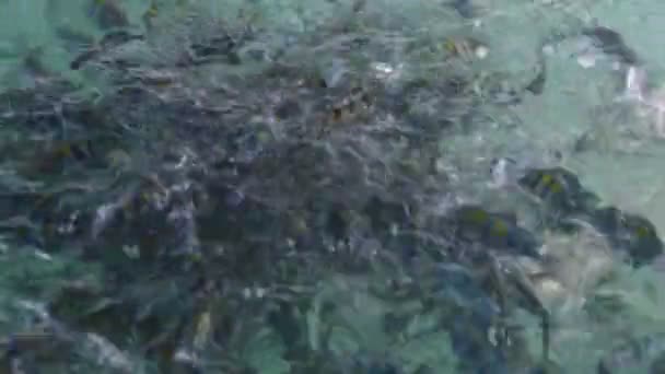 School of sergeant major damsels fish — Stock Video